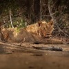 Lev pustinny - Panthera leo - Lion o1591-1